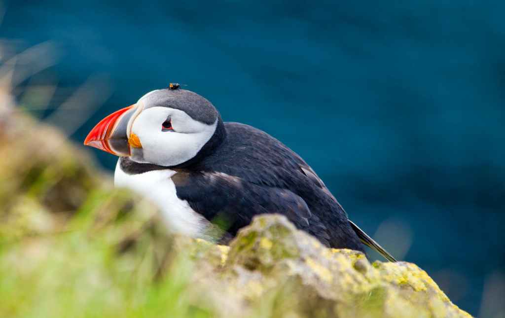 Poem – Puffin&nbsp;hearts