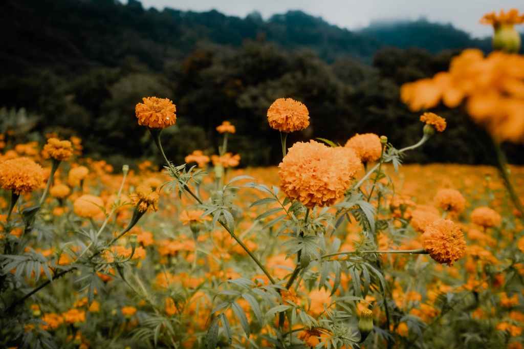 Waving Marigolds